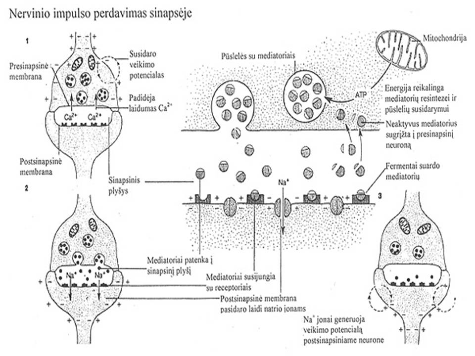 Nervinio impulso perdavimas sinapseje